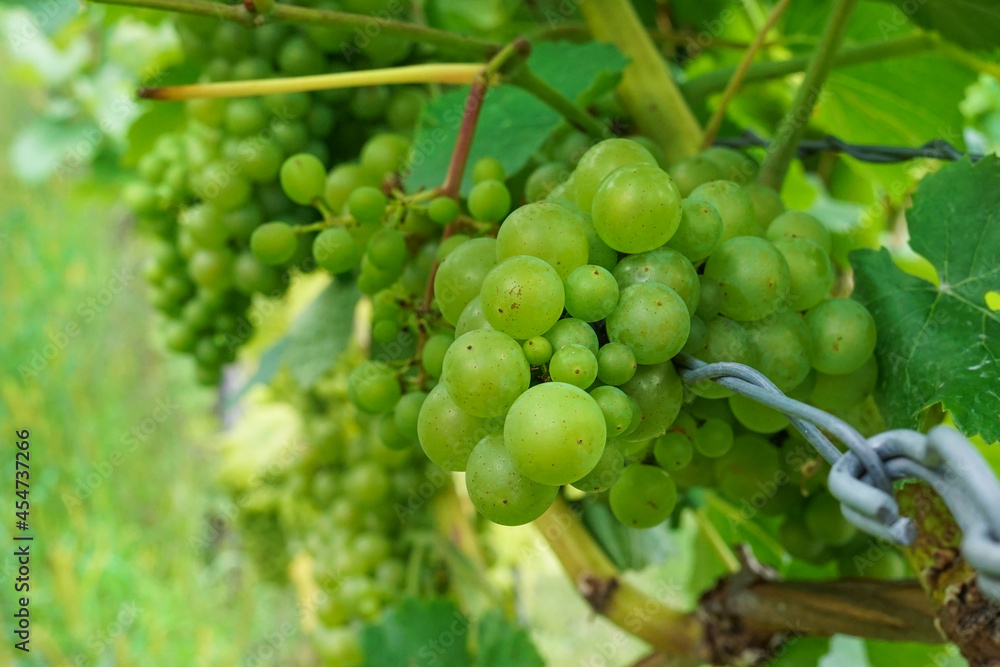 A bunch of white grapes on a vine