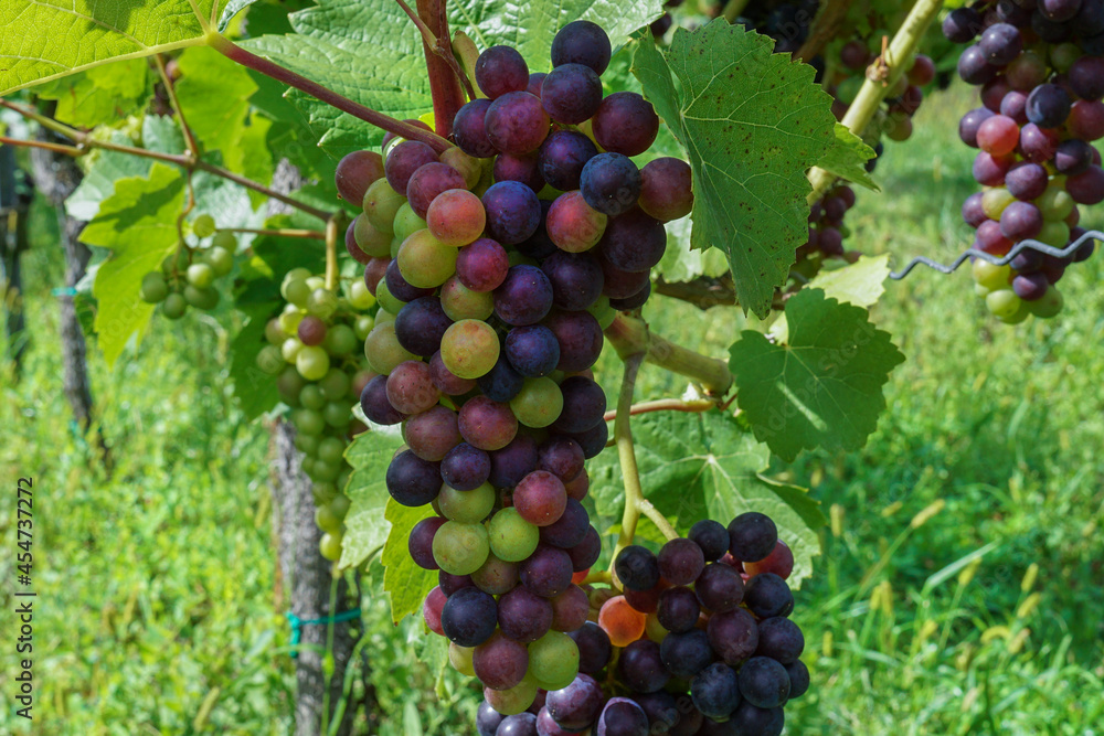 Fototapeta premium A bunch of different coloured grapes on a vine plant