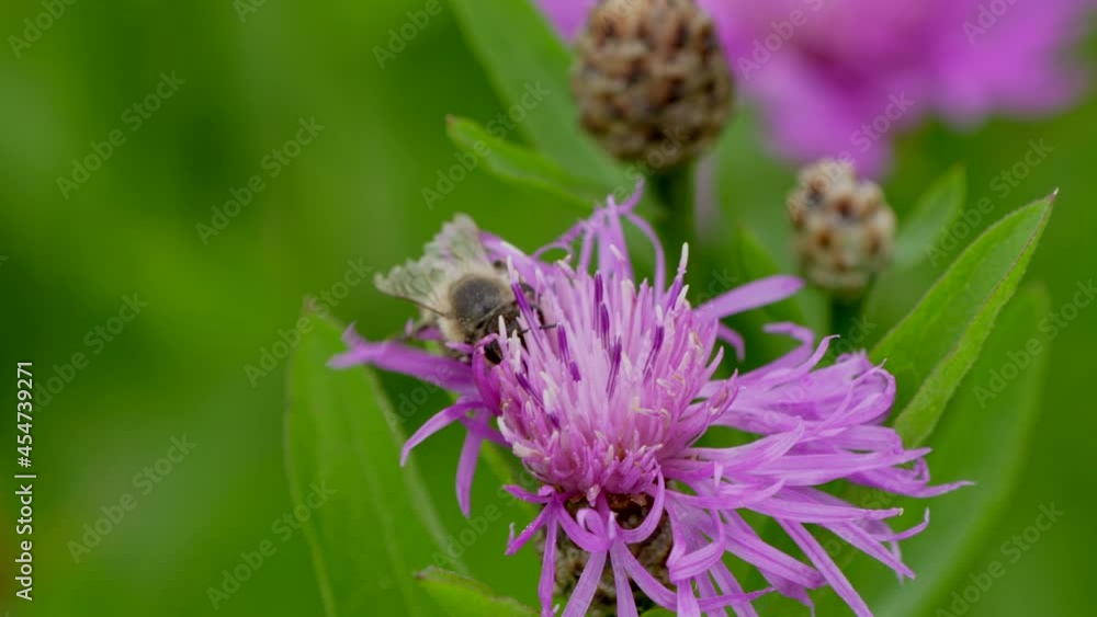 Slow motion close up of wild bee working in pink petal and flying away Slow motion close up of wild bee working in pink petal and flying away