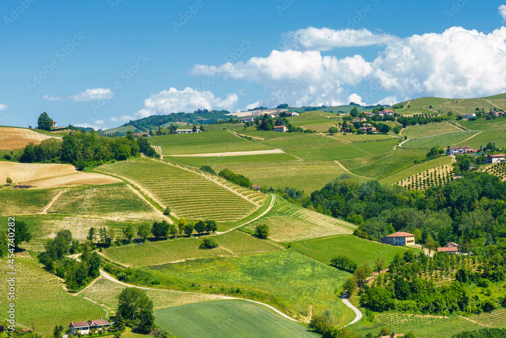 Vineyards of Langhe, Piedmont, Italy near Alba at May Vineyards of Langhe, Piedmont, Italy near Alba at May