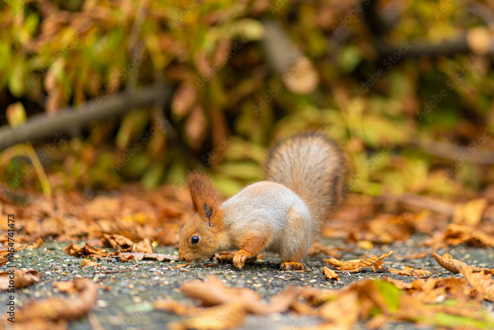 A fluffy beautiful squirrel is looking for food among fallen yellow leaves in the autumn in a city park A fluffy beautiful squirrel is looking for food among fallen yellow leaves in the autumn in a city park