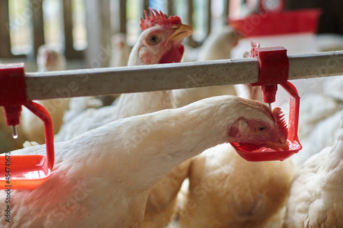 Free range organic broiler Chicken drinking water by nipple system backyard farm