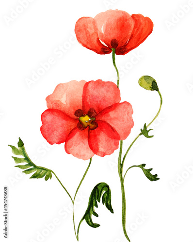 Watercolor poppies bouquet. Hand painted floral illustration   seed capsule and branches isolated on white background. 