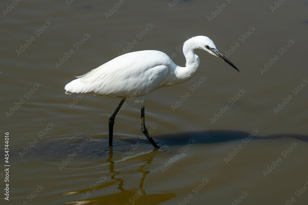 Naklejka premium Aigrette garzette,.Egretta garzetta, Little Egret