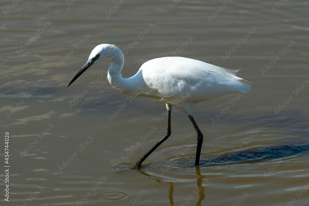 Aigrette garzette,.Egretta garzetta, Little Egret Aigrette garzette,.Egretta garzetta, Little Egret