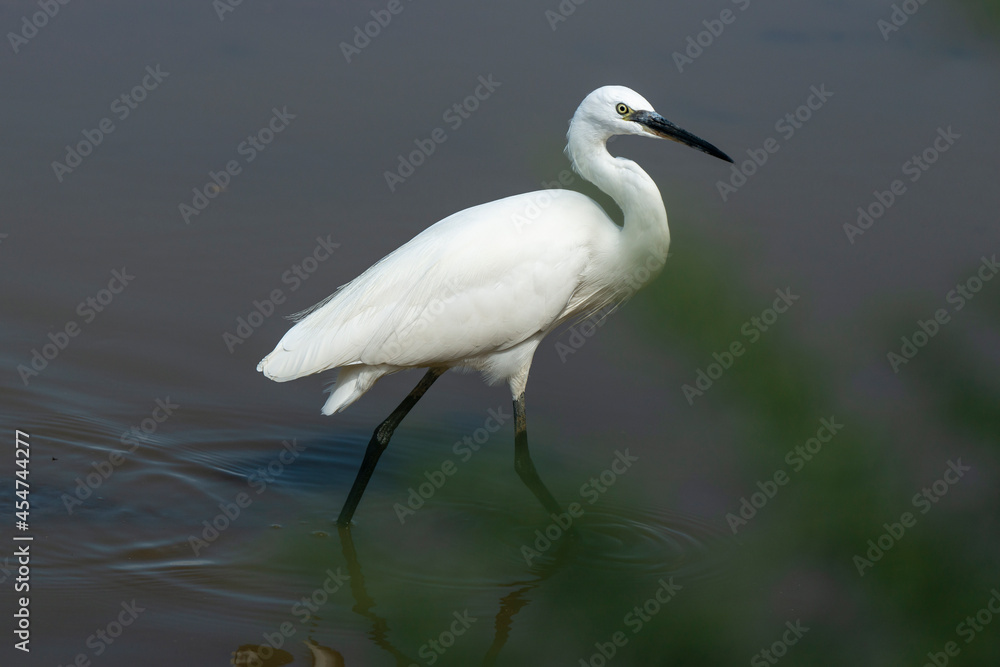 Aigrette garzette,.Egretta garzetta, Little Egret Aigrette garzette,.Egretta garzetta, Little Egret