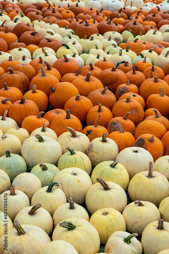 Large number of pumpkins for sale on a farm in Germany.