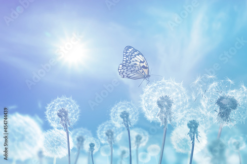 Beautiful butterfly and delicate fluffy dandelions on sunny day