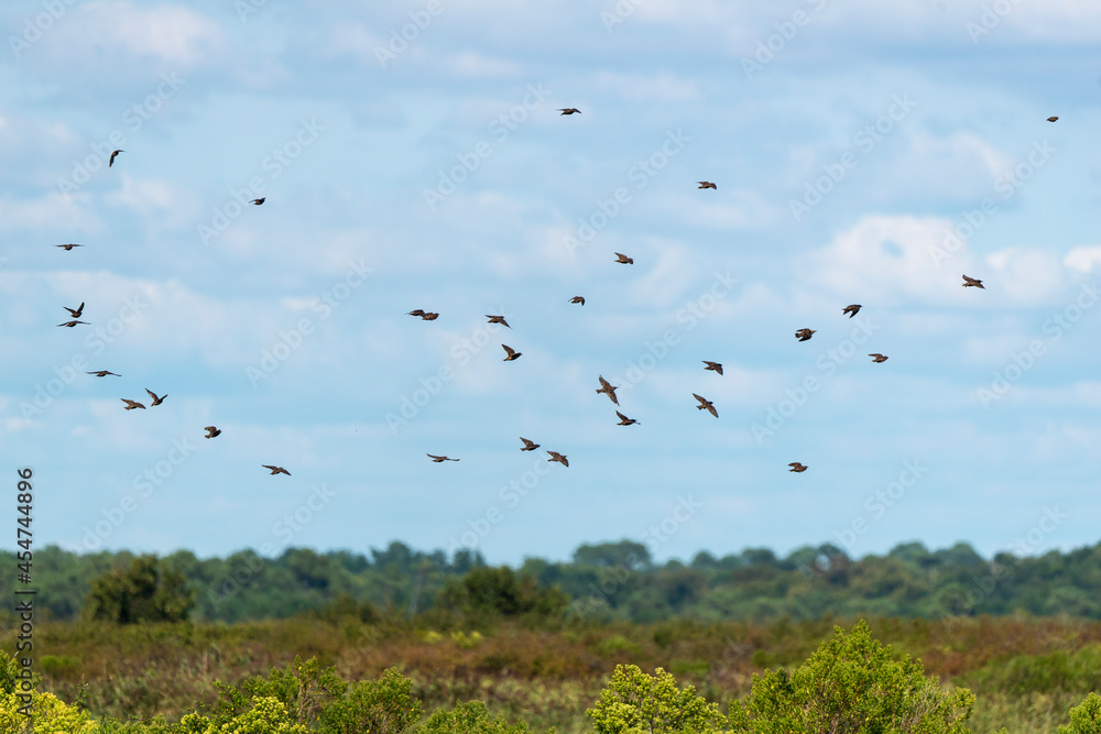 Etourneau sansonnet,.Sturnus vulgaris, Common Starling Etourneau sansonnet,.Sturnus vulgaris, Common Starling