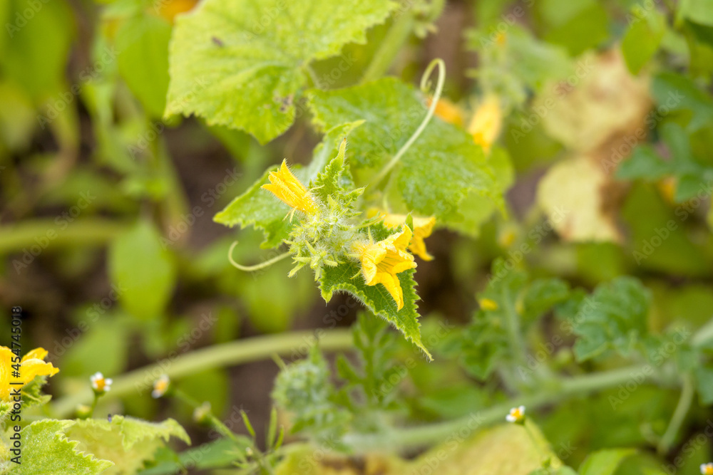 A close-up of a big cucumber seedling growing in a pot, yellow flowers, buds and green leaves, white background A close-up of a big cucumber seedling growing in a pot, yellow flowers, buds and green leaves, white background