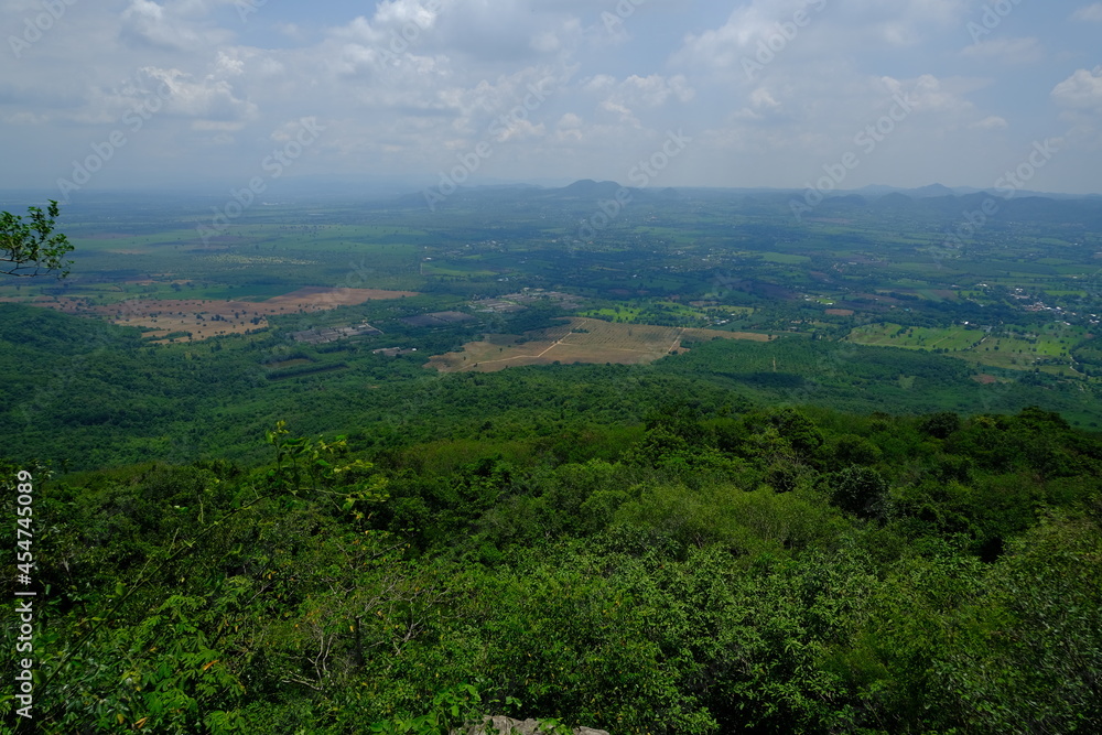 Fototapeta premium Beautiful, fertile forest