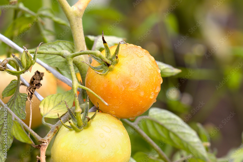 Ripening cocktail tomatoes with green leaves on a spiral shaped growth support. Copy space in the blurred green background. Ripening cocktail tomatoes with green leaves on a spiral shaped growth support. Copy space in the blurred green background.