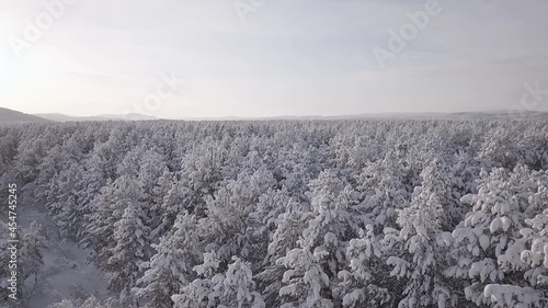 flying over a winter forest of snow-covered Christmas trees and frozen lakes