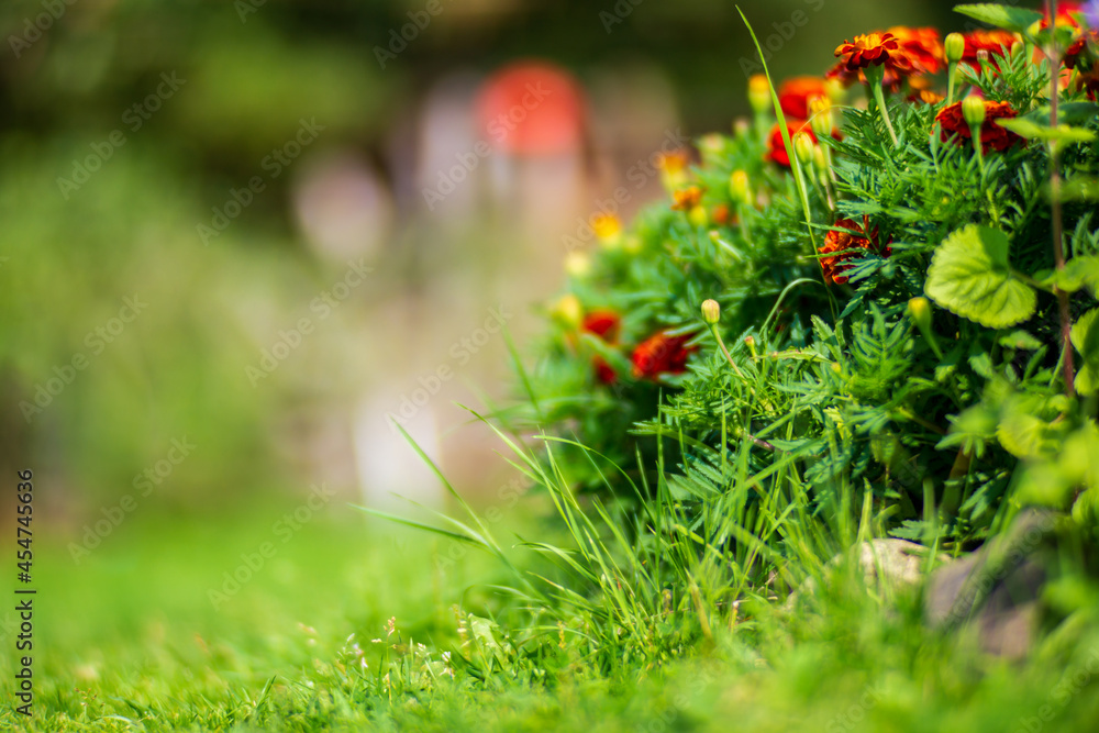 Close-up flower bed with highly blurred background with copy space. Fresh grass meadow in sunny morning. Beautiful country flowers on a bright day Close-up flower bed with highly blurred background with copy space. Fresh grass meadow in sunny morning. Beautiful country flowers on a bright day