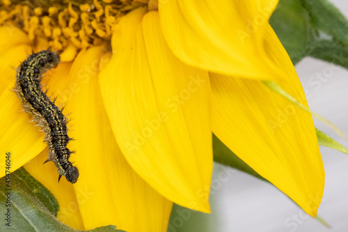 caterpillar on a sunflower