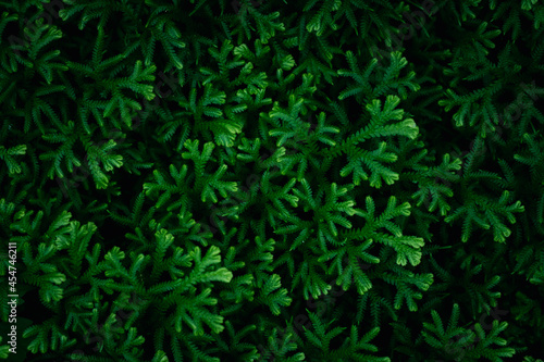 Closeup nature green leaf on blurred greenery background in garden in the morning with sunlight. copy space for text as background natural green plants landscape  ecology  fresh wallpaper concept.