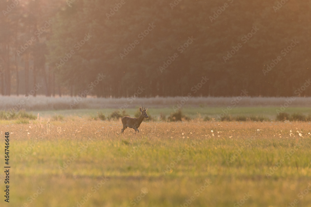 A male roe deer Capreolus capreolus stands proud in a meadow, ready to escape - Barycz Valley A male roe deer Capreolus capreolus stands proud in a meadow, ready to escape - Barycz Valley