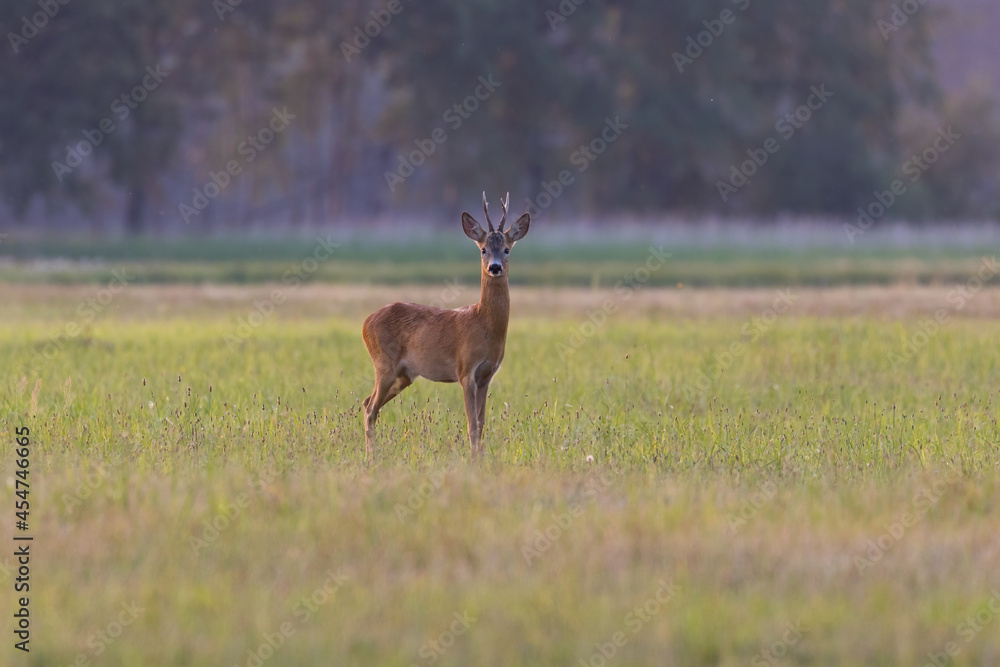 Fototapeta premium A male roe deer Capreolus capreolus stands proud in a meadow, ready to escape - Barycz Valley