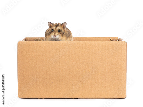 Cute little hamster, sitting in brown carton box. Looking over edge to lens with beady eyes. isolated on a white background. photo