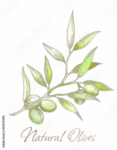  design poster of olive branch with rough texture