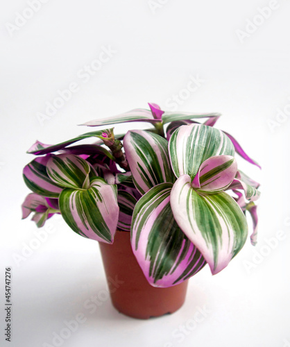 Closeup of trendy, exotic and tropical houseplant, Tradescantia Nanouk, in a pot. Pink, purple and green stripes pattern on the shimmery variegated leaves isolated on a white background, text space. photo