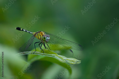 Dragonfly © VEERAVENKATA