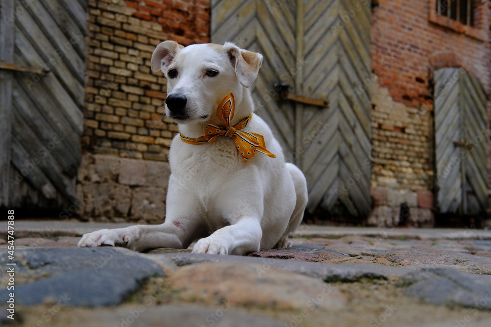 Obraz premium White mongrel dog with a colored bow on the neck lies on the old stone street of Riga against the backdrop of warehouses
