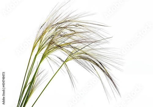 Stipa capillata