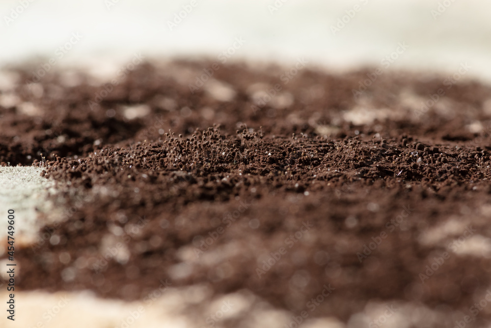 Moldy brown fungus on food. Fluffy spores mold as a background. Mold fungus. Shallow depth of field Moldy brown fungus on food. Fluffy spores mold as a background. Mold fungus. Shallow depth of field