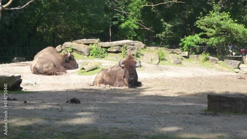 two buffalo lying down one of them shook his head. Buffalo is a ruminant animal that becomes livestock especially Asia. Planckendael zoo located in the village district of Muizen, Mechelen, Belgium. photo