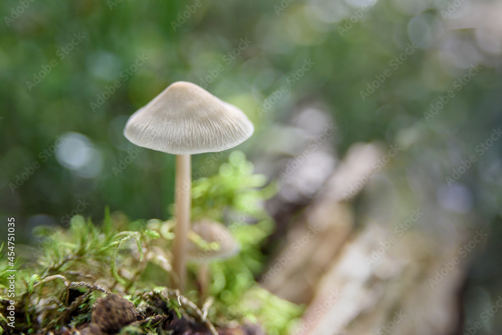 Non-edible white mushrooms in forest Non-edible white mushrooms in forest