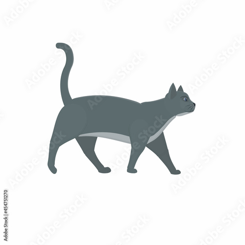Cat. Pet cat, vector illustration