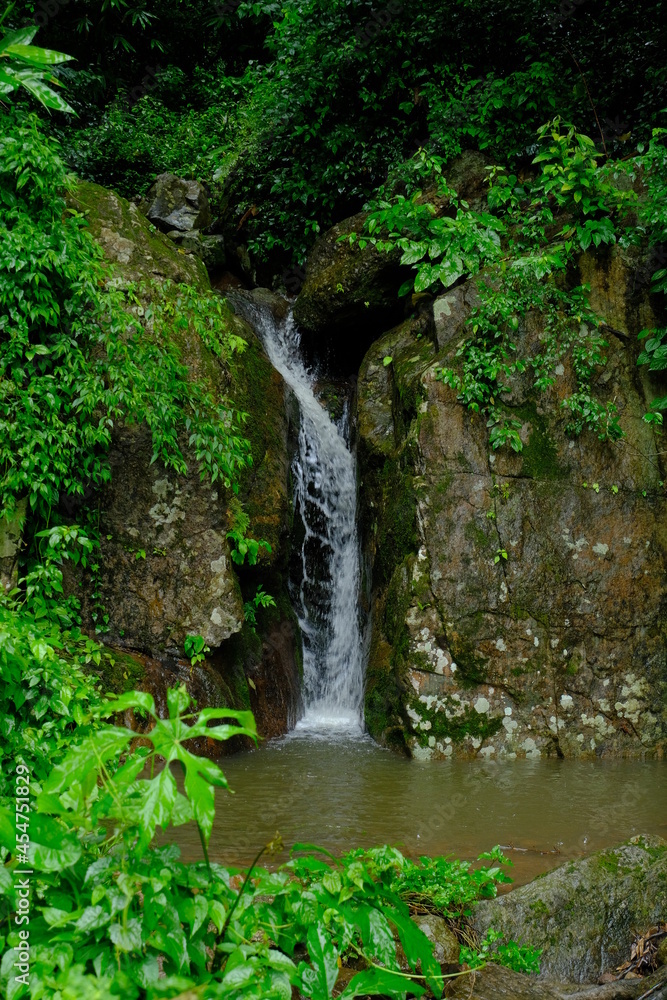 Beautiful and fertile nature and forests Beautiful and fertile nature and forests