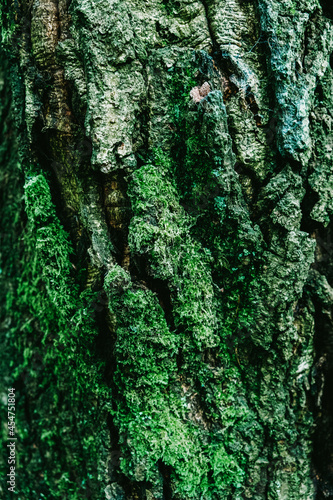 Close up of a mossy tree bark - lots of natural texture, eco inspiration.