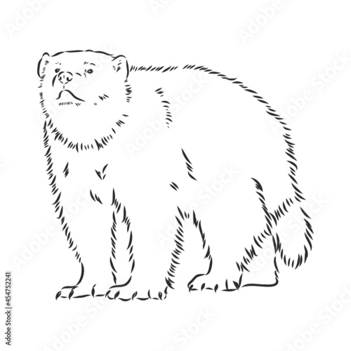vector hand sketch drawing illustration of a wolverine done in black and white