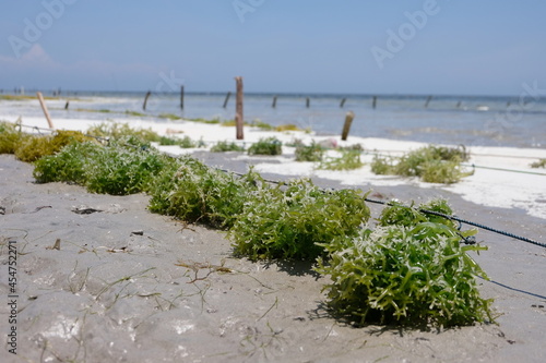 A sea weed farm at low tide on the tropical island Atauro Island in Timor Leste, Southeast Asia photo