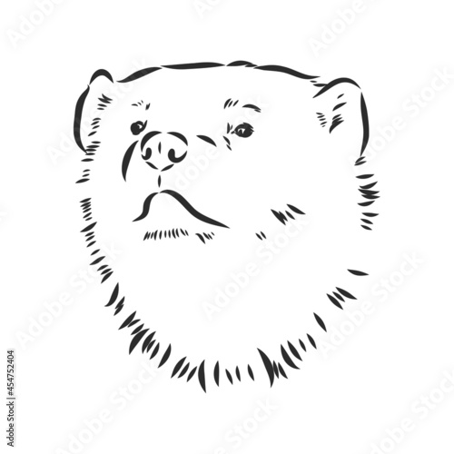 vector hand sketch drawing illustration of a wolverine done in black and white