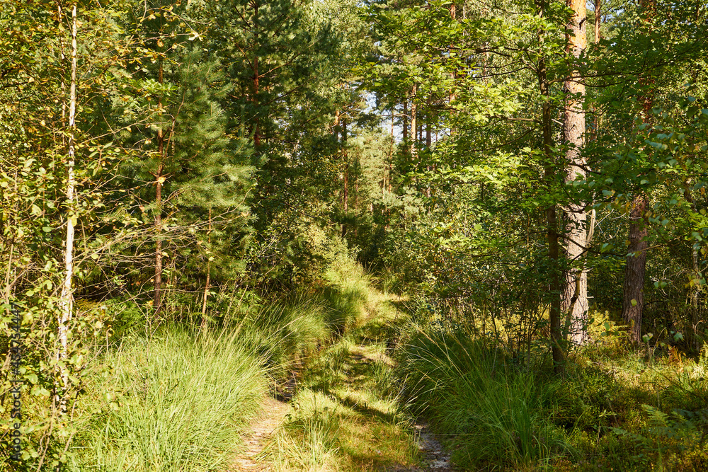 Obraz premium summer sunny road, road, forest, trees,path,forest path