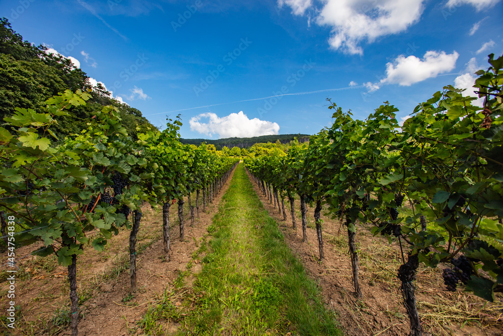 Naklejka premium green vineyards rows in summer time