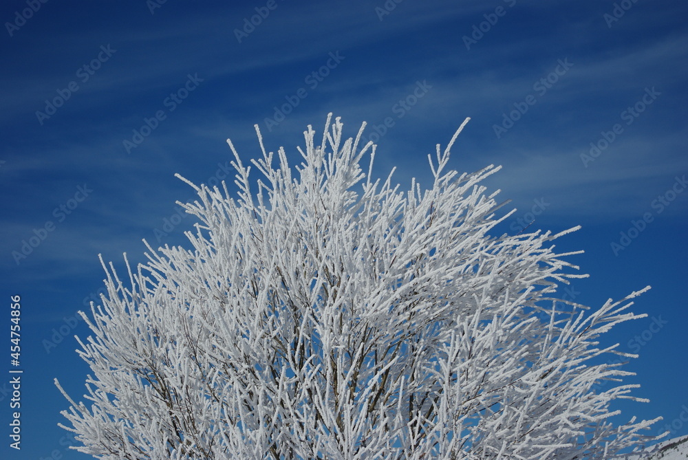 Frozen snow covered tree with blue sky background, Abruzzo, Italy Frozen snow covered tree with blue sky background, Abruzzo, Italy