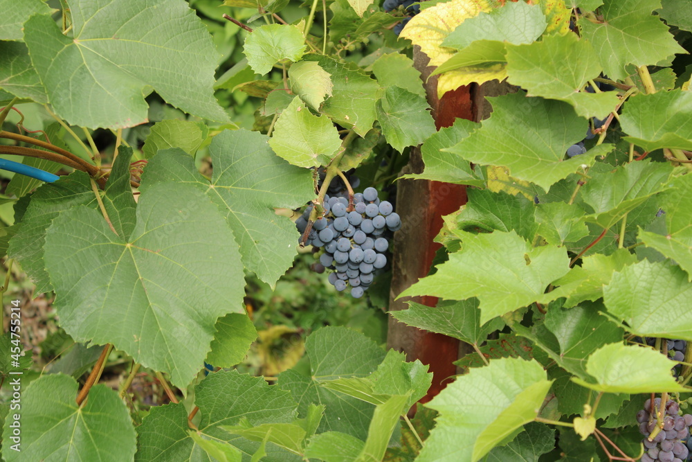 vine in the garden