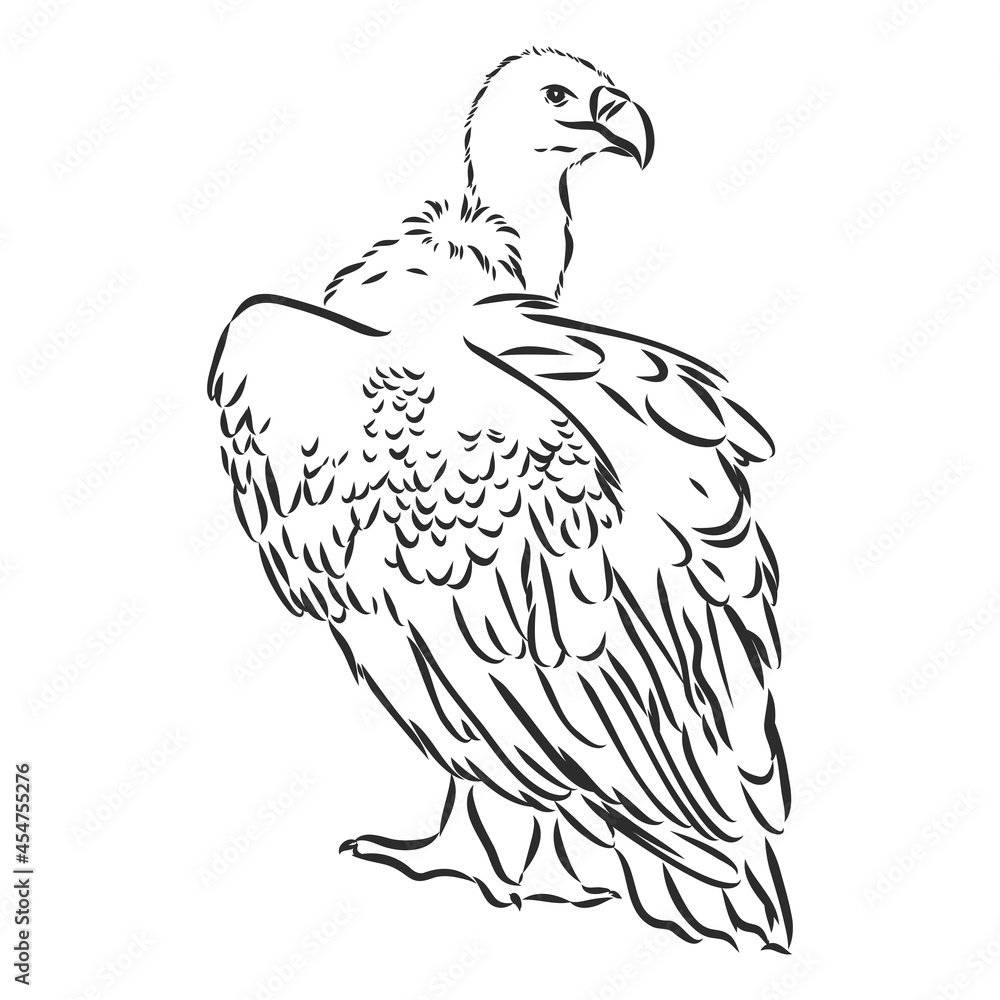 Griffon vulture. Wild forest bird of prey. Hand drawn sketch graphic style. Fashion patch. Print for t-shirt, Tattoo or badges.