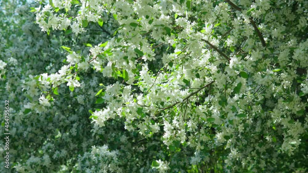Apple flower apple tree in spring blooming garden. Light blurred background. Close-up. Spring flowering Apple flower apple tree in spring blooming garden. Light blurred background. Close-up. Spring flowering
