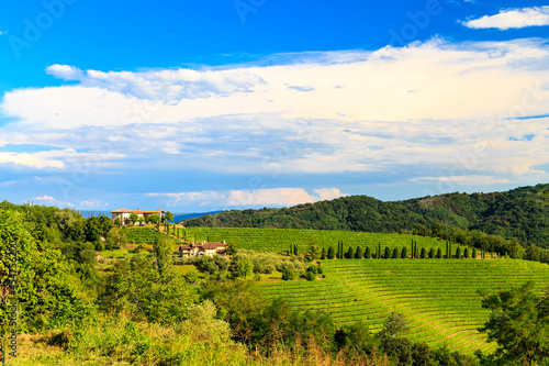 The beautiful vineyard of Collio, Friuli Venezia-Giulia, Italy © zakaz86