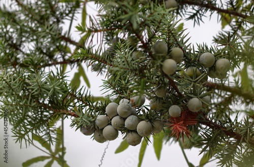 Juniper berries (Juniperus oxycedrus) photo