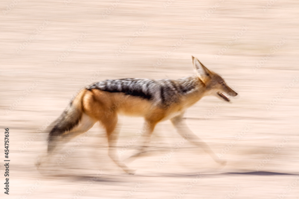 Obraz premium Black backed jackal running with long exposure effect in Kgalagadi transfrontier park, South Africa ; Specie Canis mesomelas family of Canidae