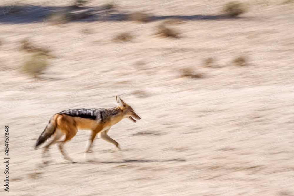Black backed jackal running with long exposure effect in Kgalagadi transfrontier park, South Africa ; Specie Canis mesomelas family of Canidae Black backed jackal running with long exposure effect in Kgalagadi transfrontier park, South Africa ; Specie Canis mesomelas family of Canidae