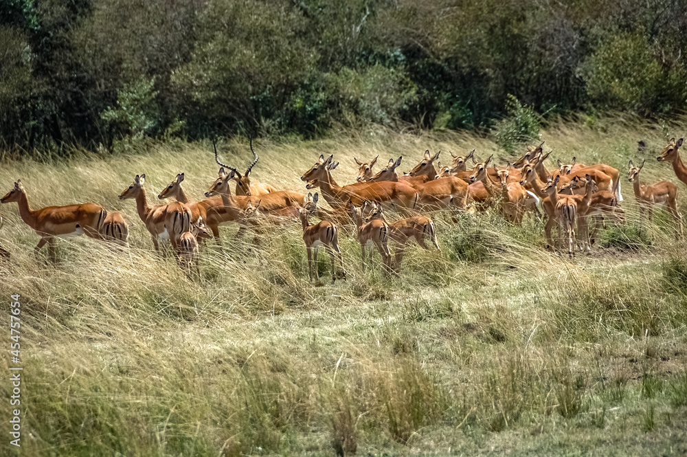Antelope roaming in Kenya's wilderness Antelope roaming in Kenya's wilderness