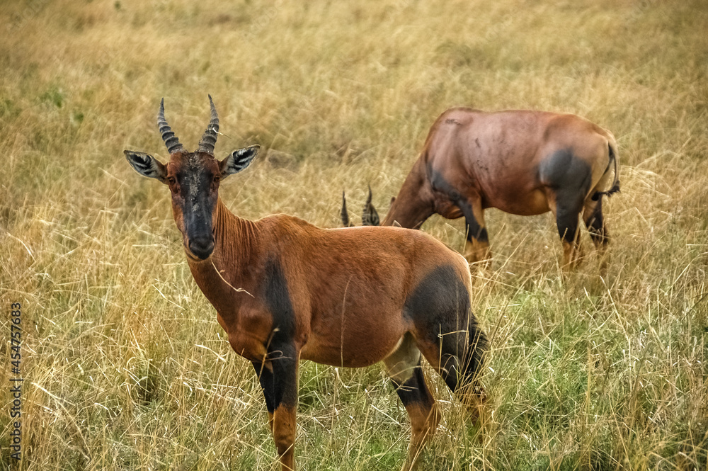 Antelope roaming in Kenya's wilderness Antelope roaming in Kenya's wilderness