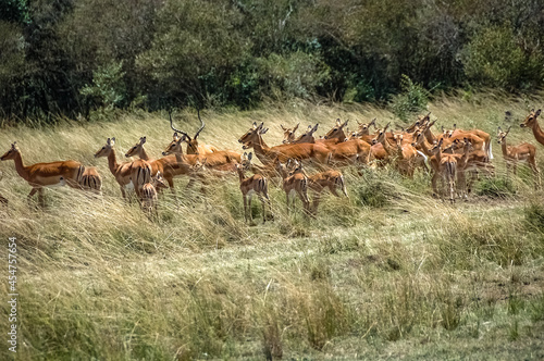 Fototapeta Naklejka Na Ścianę i Meble -  Antelope roaming in Kenya's wilderness